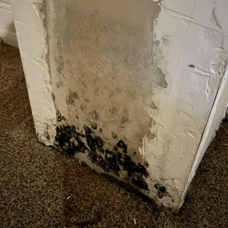 Professional Mold Removal in Melissa, TX